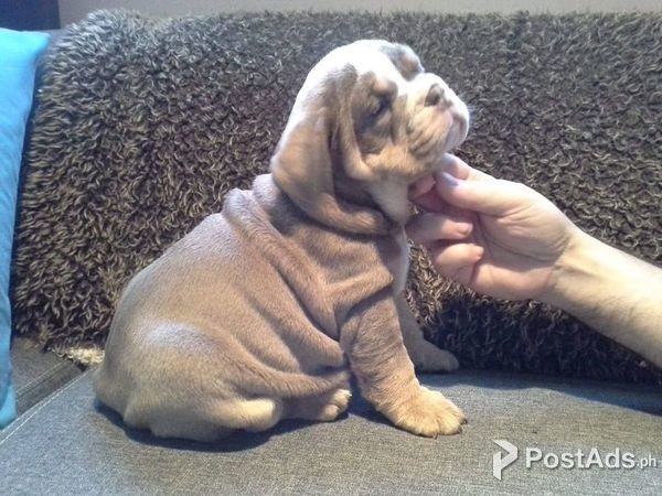 Lilac Blue English Bulldogs Puppies
