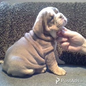 Lilac Blue English Bulldogs Puppies | PostAds PH