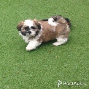 Stunning Litter Of Imperial Shih Tzu Puppies | PostAds PH