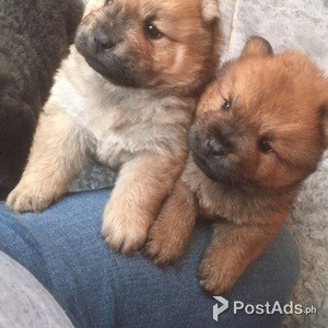 Champion Kc Registered Chow Chow | PostAds PH