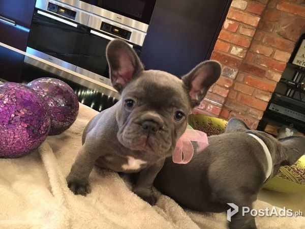 Blue French Bulldogs For Sale