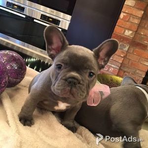 Blue French Bulldogs For Sale | PostAds PH