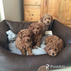 Handsome Toy Poodle Male and female | PostAds PH