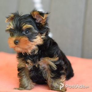 Yorkshire Terrier Puppies Now Available | PostAds PH