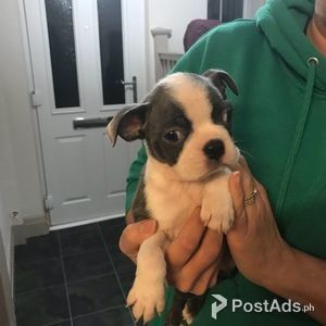 Kc Boston Terrier Puppies | PostAds PH