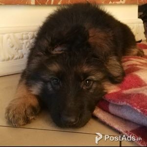 German Shepherd Puppies | PostAds PH