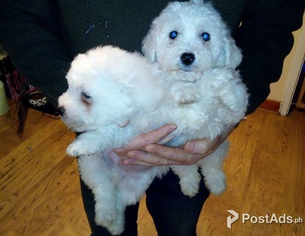 Bichon Frise puppies!