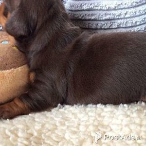Beautiful and standard dachshund puppies! | PostAds PH