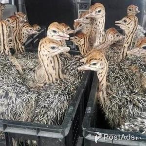 AVAILABLE HEALTHY OSTRICH CHICKS FOR SALE | PostAds PH