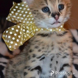 Exotic Cats for Sale | PostAds PH