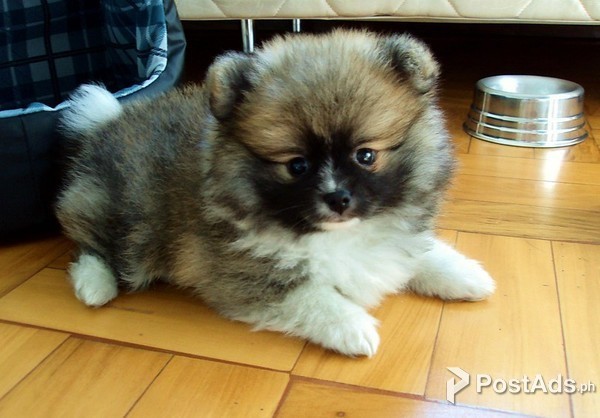 family raised Beautiful teacup Pomeranian Puppies