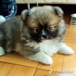 family raised Beautiful teacup Pomeranian Puppies | PostAds PH