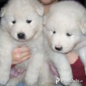 male and female Samoyed Puppies | PostAds PH