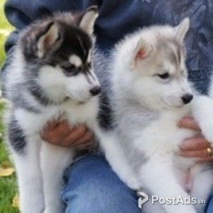 BEAUTIFUL AND LOVELY Siberian Husky | PostAds PH