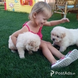 Sweet Playful Excellent Purebred CHOW CHOW PUPPIES | PostAds PH
