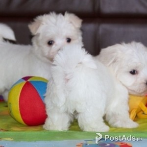 Healthy Golde maltese Puppies ready now | PostAds PH