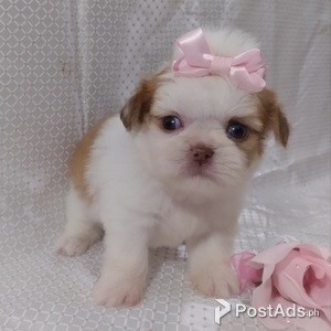 Beautiful Litter Of Shih Tzu Puppies | PostAds PH