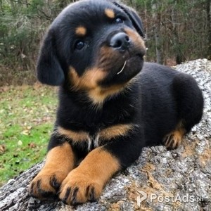 Rottweiler Puppies | PostAds PH
