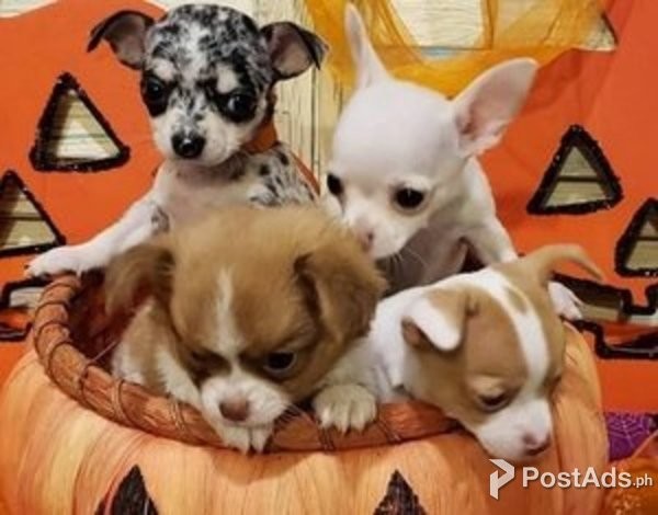 Healthy Chihuahua Puppies for sale