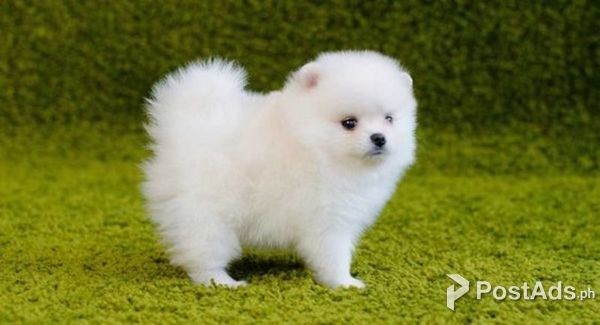 Absolutely Friendly Teacup Pomeranian Puppies for sale