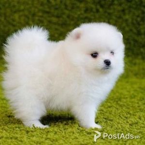 Absolutely Friendly Teacup Pomeranian Puppies for sale | PostAds PH