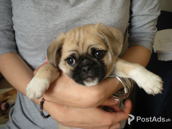 BEAUTIFUL PAPILLON  Pug Puppies