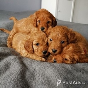 Cavapoo Puppies. | PostAds PH