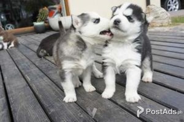 SIBERIAN HUSKY PUPPIES AVAILABLE