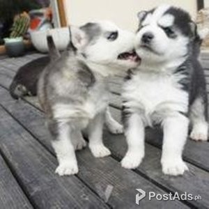SIBERIAN HUSKY PUPPIES AVAILABLE | PostAds PH