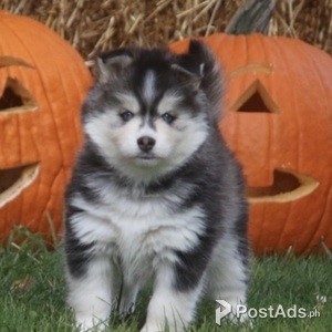Sweet Playful Excellent Purebred pomsky puppies | PostAds PH