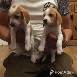 BEAGLE PUPPIES FOR SALE | PostAds PH