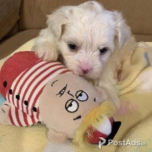 BEUTIFULL MORKIE PUPPIES FOR REHOMING | PostAds PH