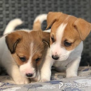 jack Russell puppies | PostAds PH