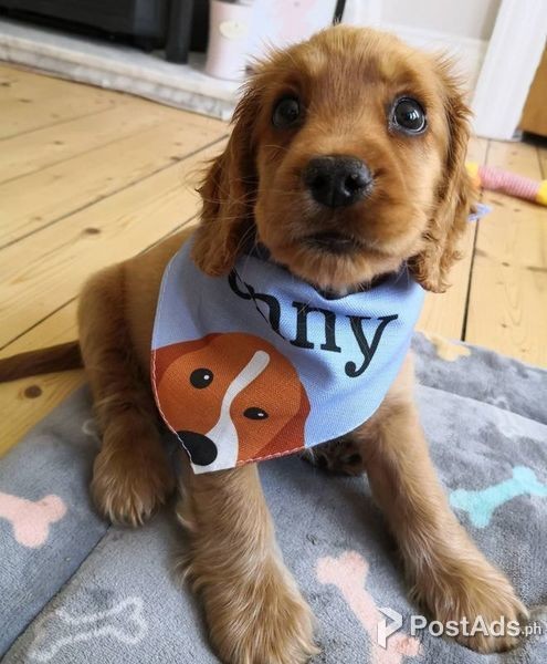  Cocker Spaniel pupies 