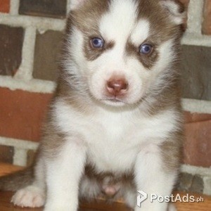 HUSKY PUPPIES | PostAds PH