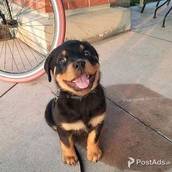 ROTTWEILER PUPPIES 
