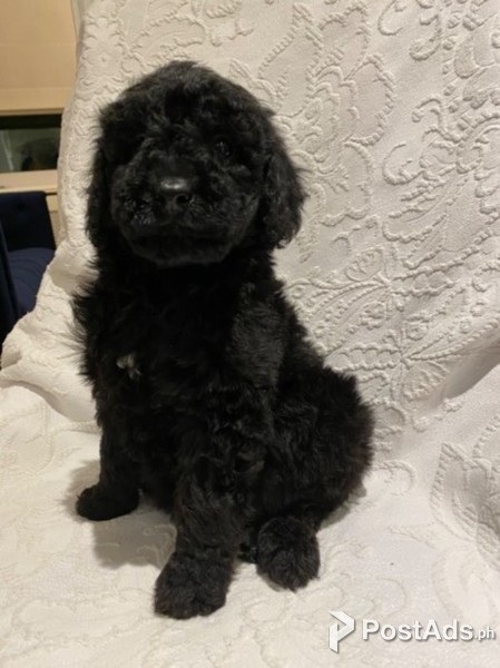 adorable F1 Labradoodle 