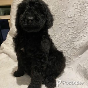 adorable F1 Labradoodle | PostAds PH