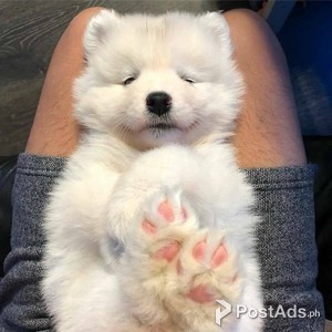 SAMOYED PUPPIES | PostAds PH