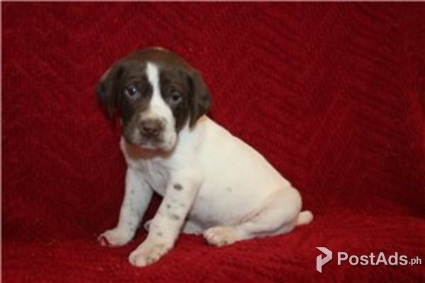 German Shorthair Pointer for Adoption