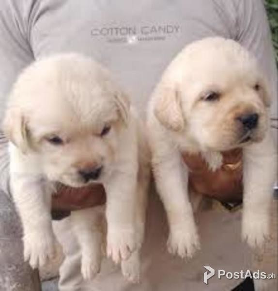 Labrador(purebreed) puppies for Rehoming