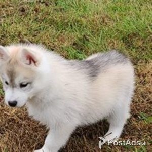 Siberian husky puppy for sale | PostAds PH