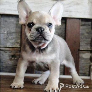French bulldog for sale | PostAds PH