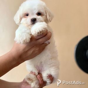 Maltese puppies for adoption | PostAds PH