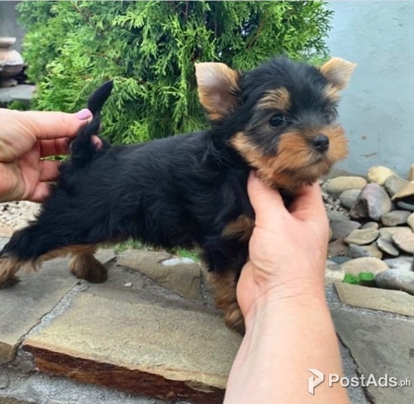Teacup Yorkie puppies ready for Adoption