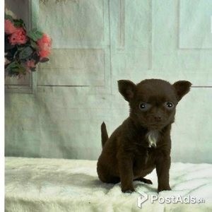 Apple-Head Chihuahua puppies for adoption | PostAds PH