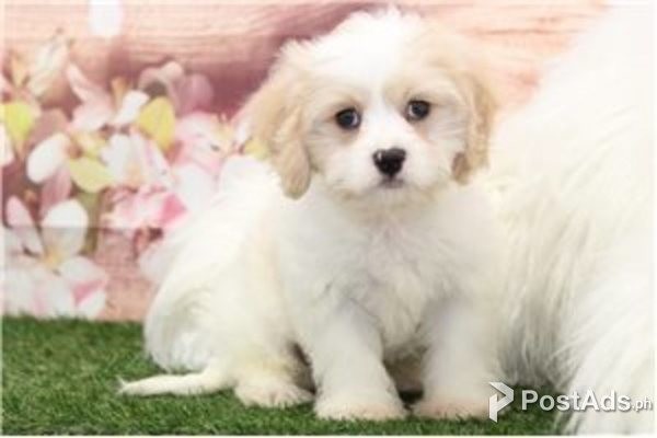 Cute Cavachon Puppies for sale