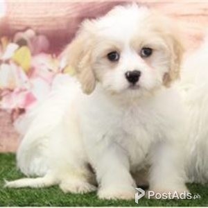 Cute Cavachon Puppies for sale | PostAds PH