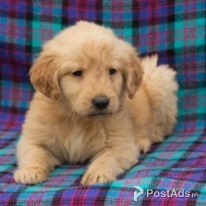 Super adorable Golden retriever Puppies. | PostAds PH