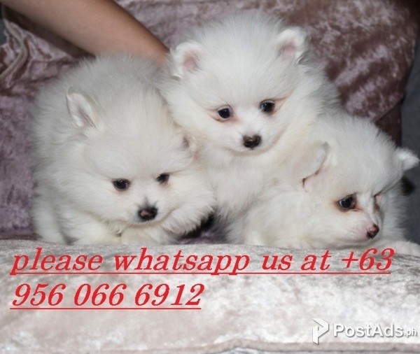 pom babies for adoption